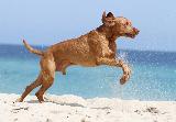 VIZSLA POIL COURT